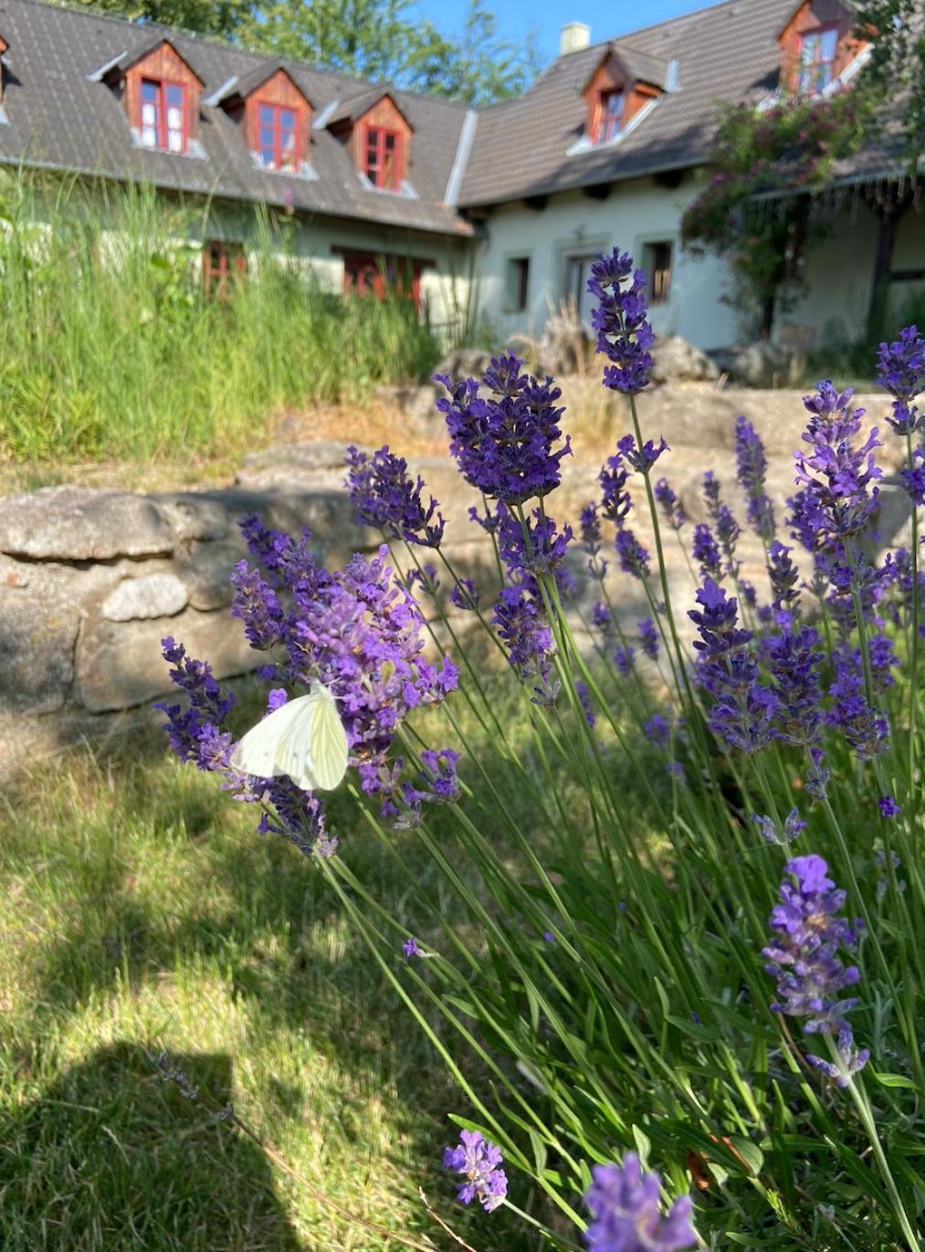 Apartmany Penzion Katerina Nadejkov Esterno foto